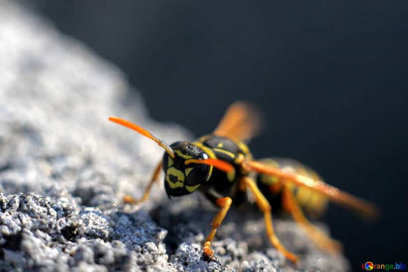 wasp-pest-services